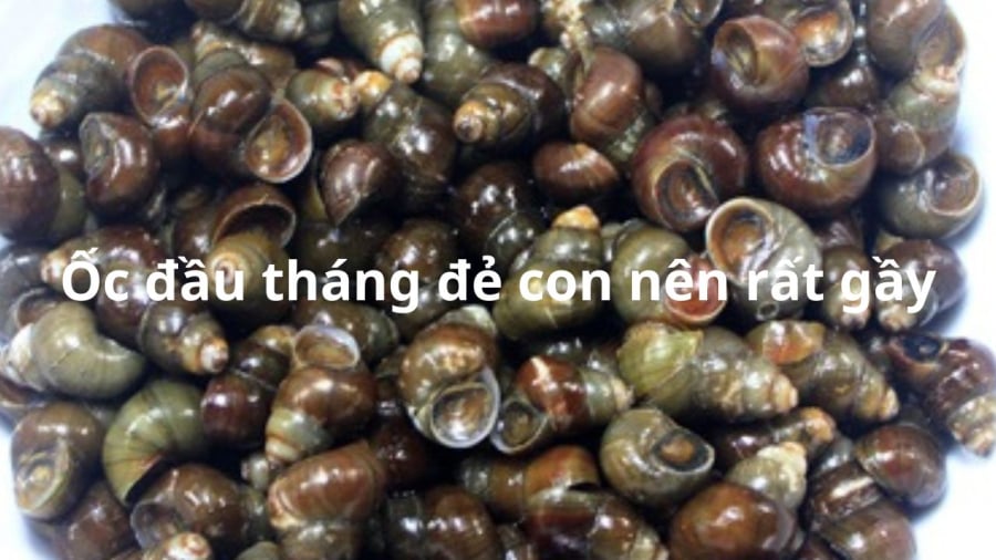 an-oc-noi-mo