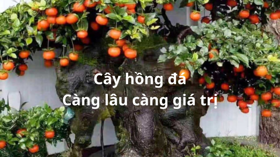 cay-nha-giau-thich-trong