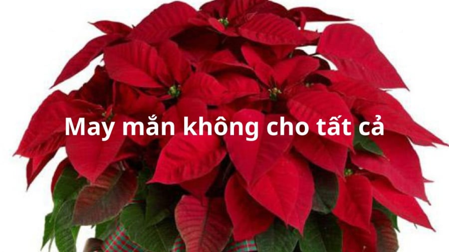cay-trang-nguyen-khong-hop-tuoi-nay