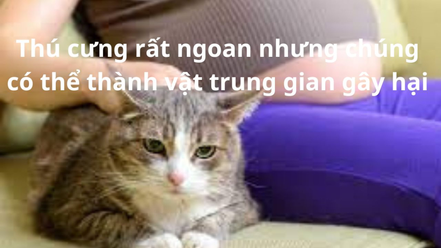 meo-gay-di-tat