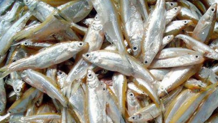 ca-tep-dau