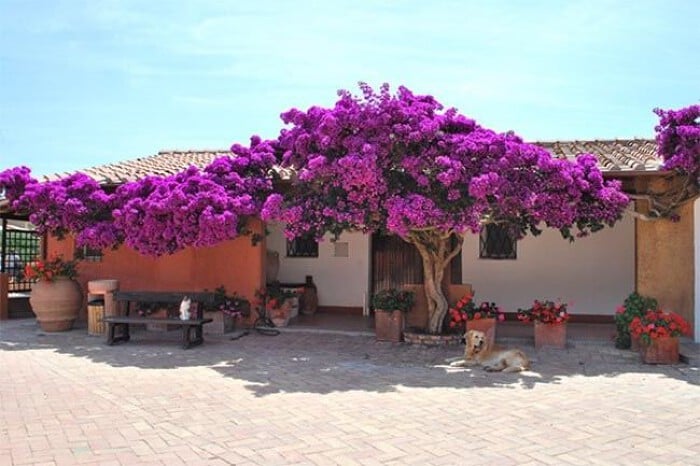 hoa-giay