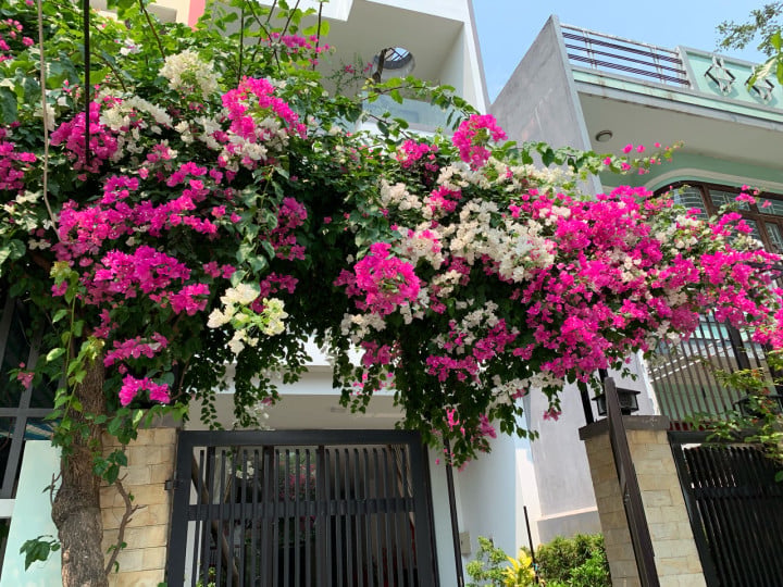 hoa-giay1