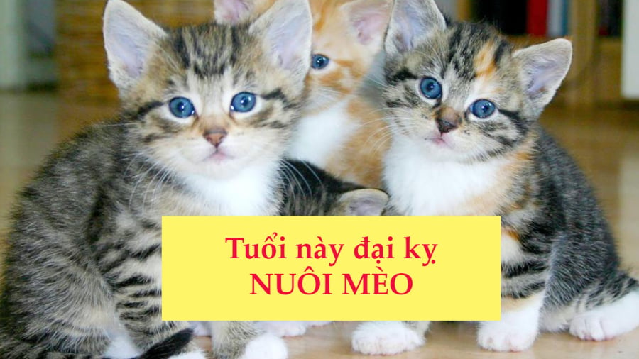 nuoi-meo3