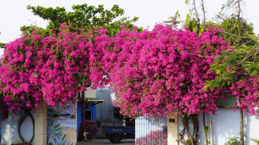 hoa-giay