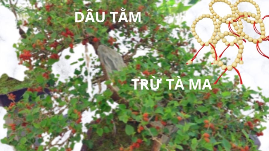 dau-tam-tru-ta-ma