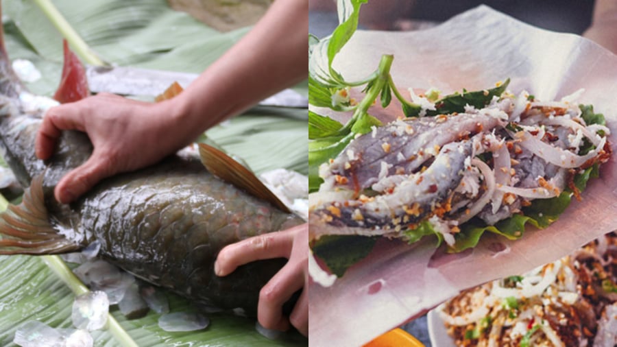 Nghề nuôi cá bỗng đem lại thu nhập đều đặn cho nông dân