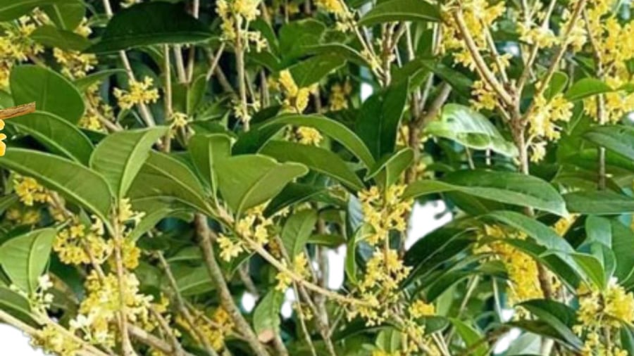 cay-moc-huong