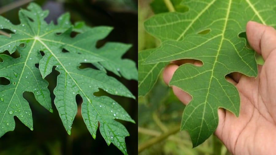 la-du-du-01