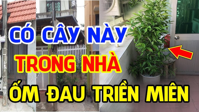 nha co thu nay cang to cang ngheo