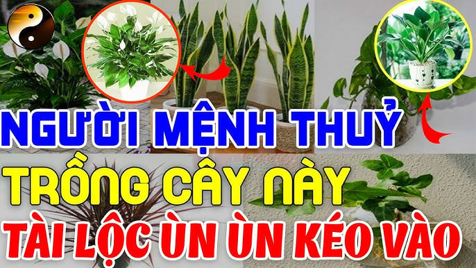 cay trong may man