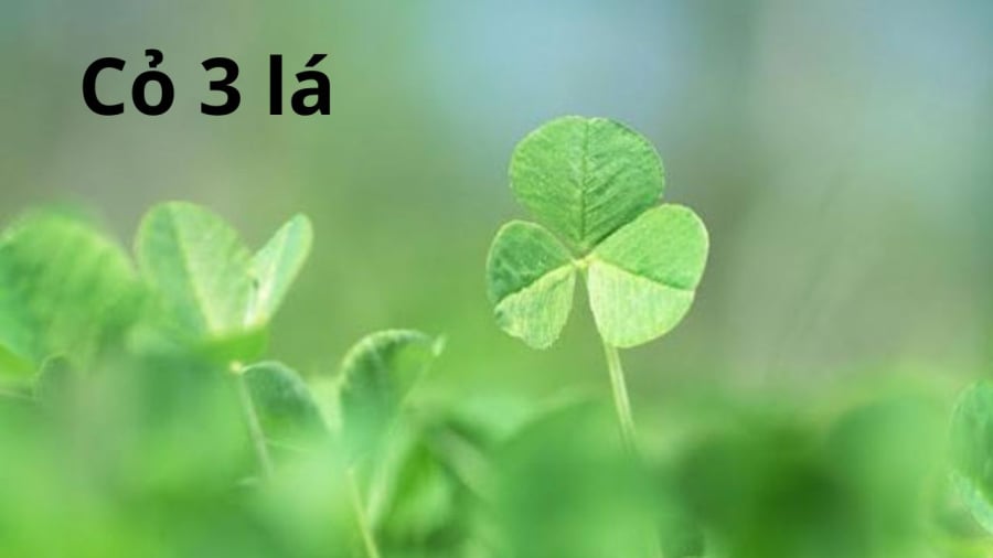 co-3-la