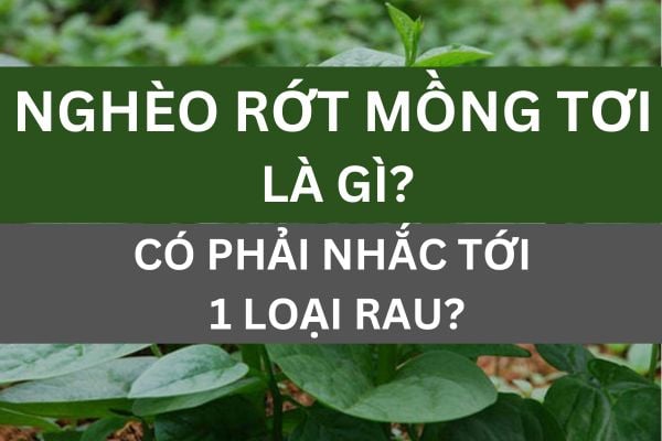 ngheo-rot-mong-toi