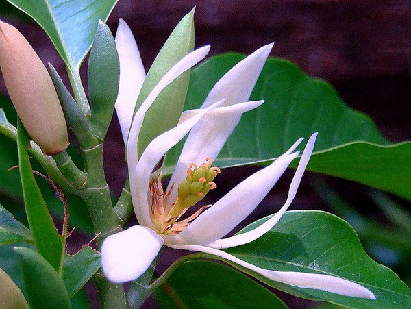 hoa-ngoc-lan1