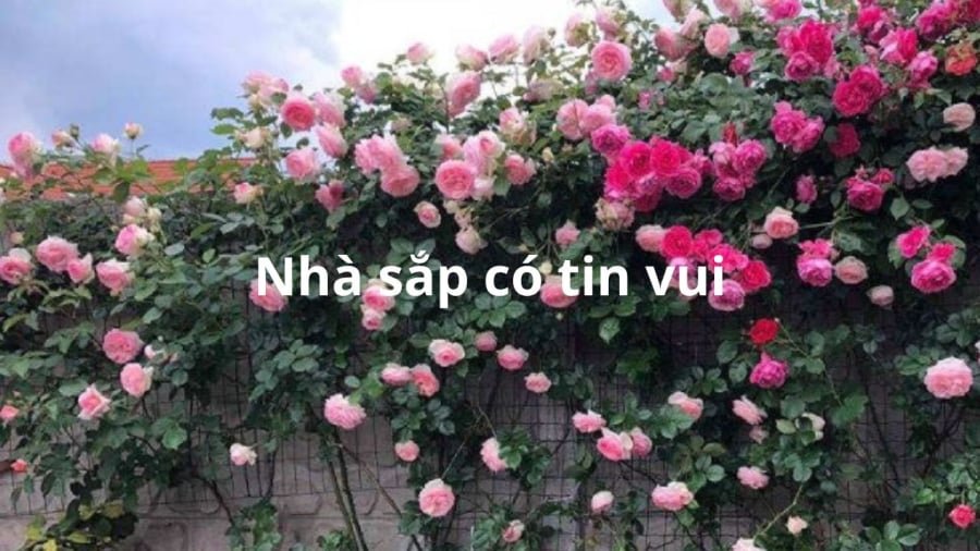hoa-no-nhieu