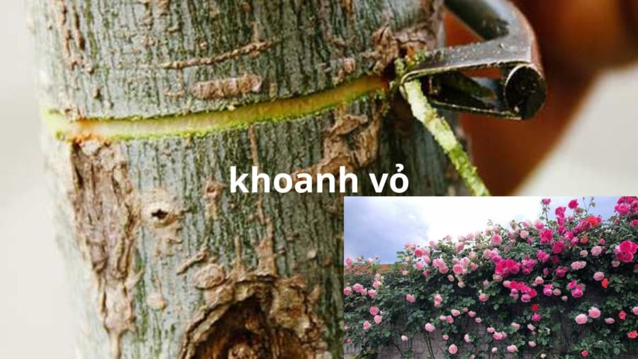 khoanh-vo