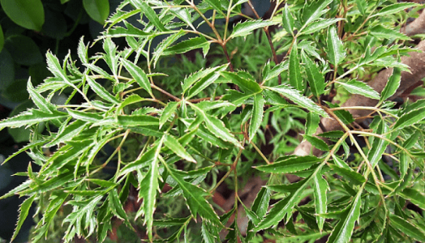 cay-dinh-lang2