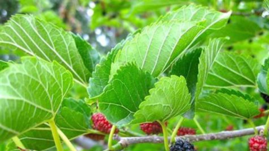 la-dau-tam