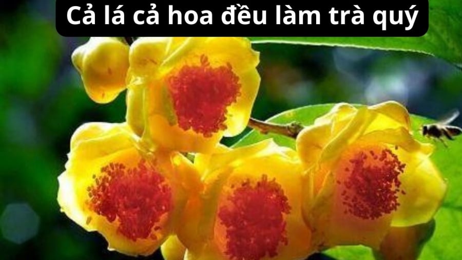 cay-tra-hoa-vang-quy