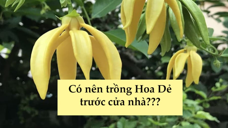 hoa-de4
