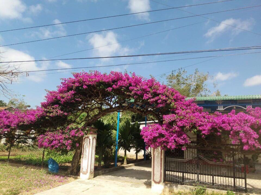 hoa-giay