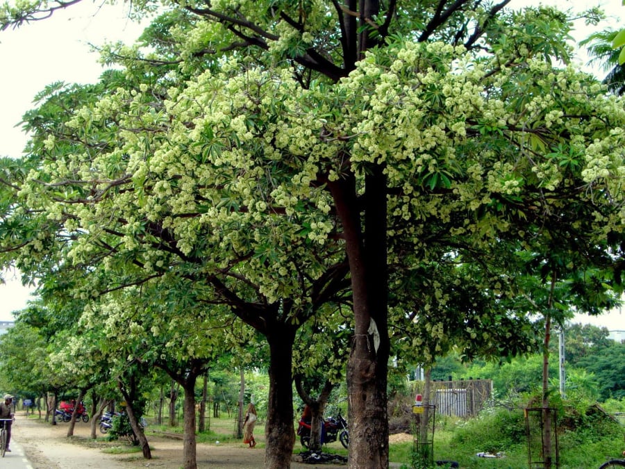 hoa-sua1
