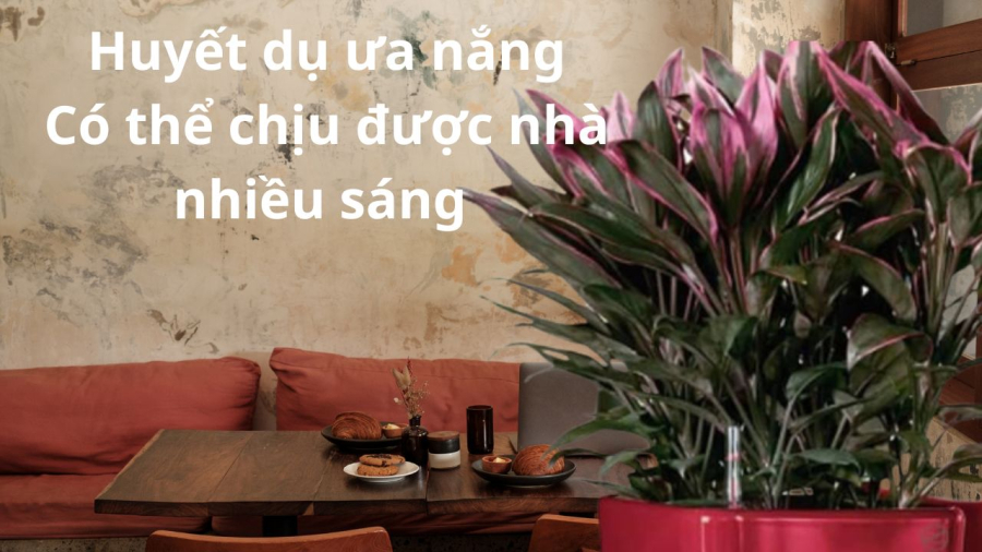 cay-huyet-du