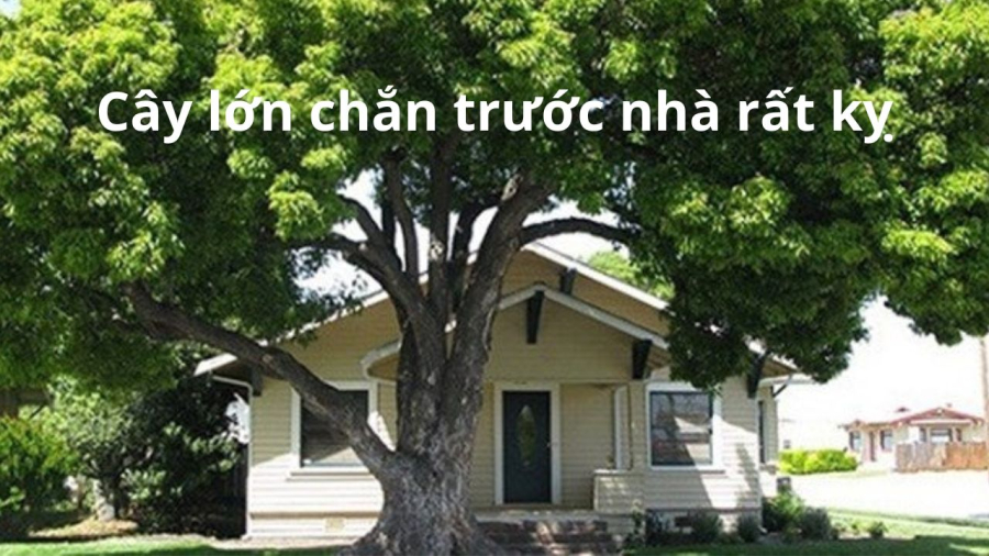 cay-lon-chan-nha
