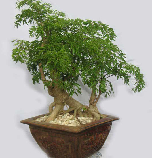 cay-dinh-lang1
