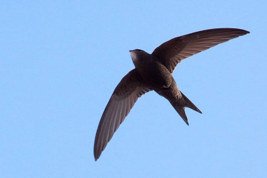 chim-yen-bay-lien-tuc
