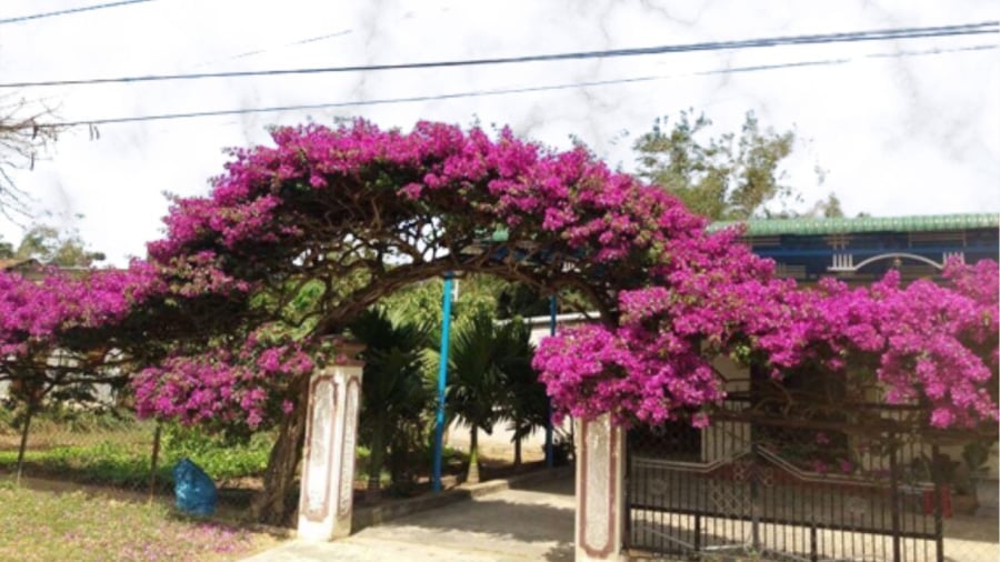 trong-hoa-giay-truoc-nha