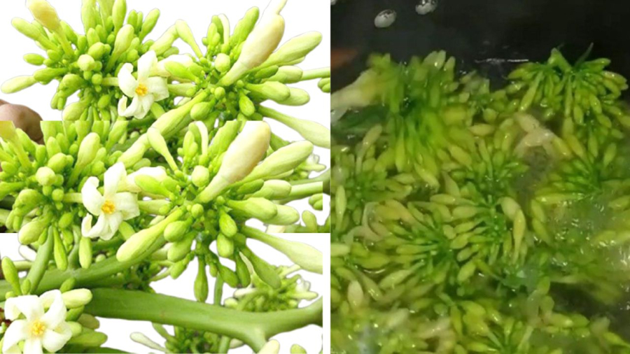 so-che-hoa-du-du-duc