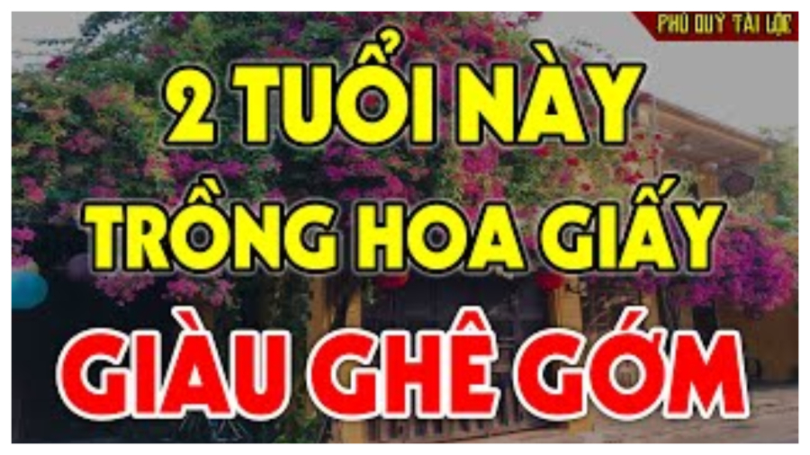 ai nen trong hoa giay