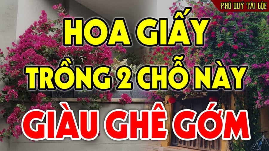 hoa giay trong cho nay giau co
