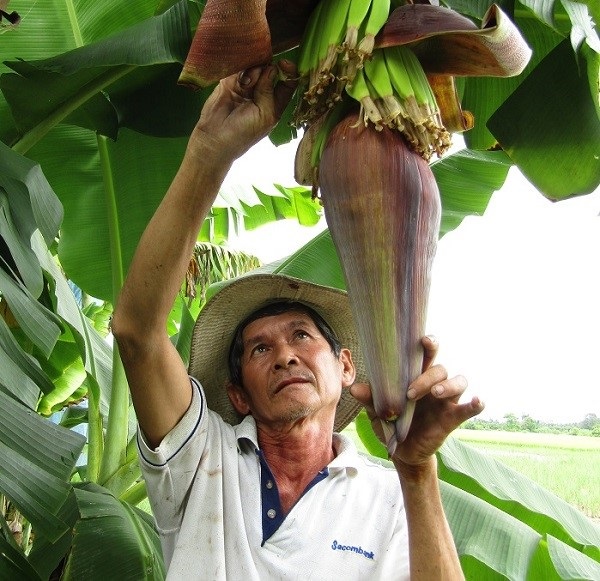 cham-soc-chuoi