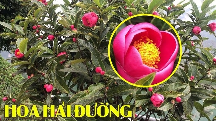 hai-duong