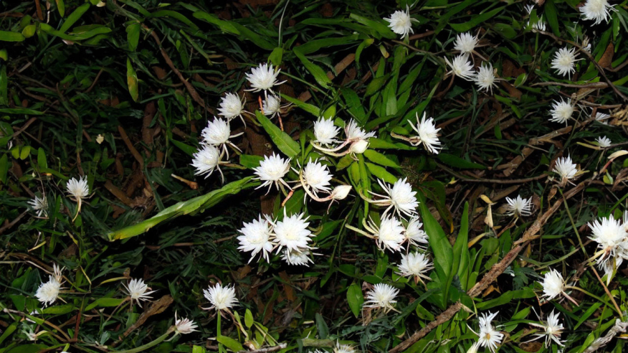hoa-quynh