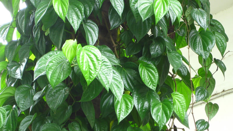 trau-khong2