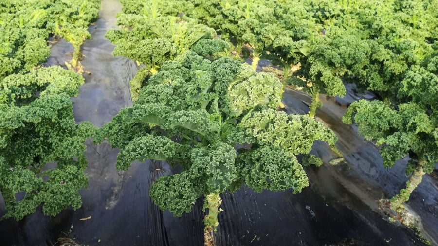 cai-kale-2