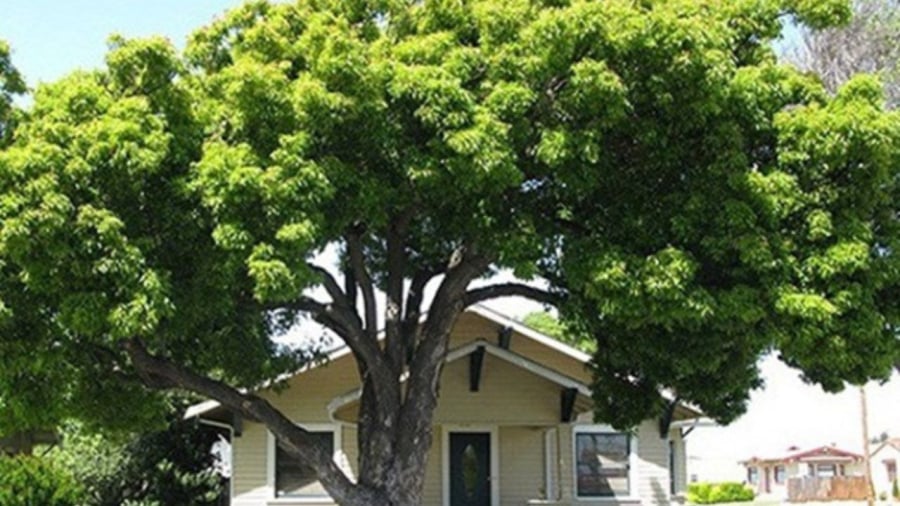 cay-lon-truoc-nha-la-hoa