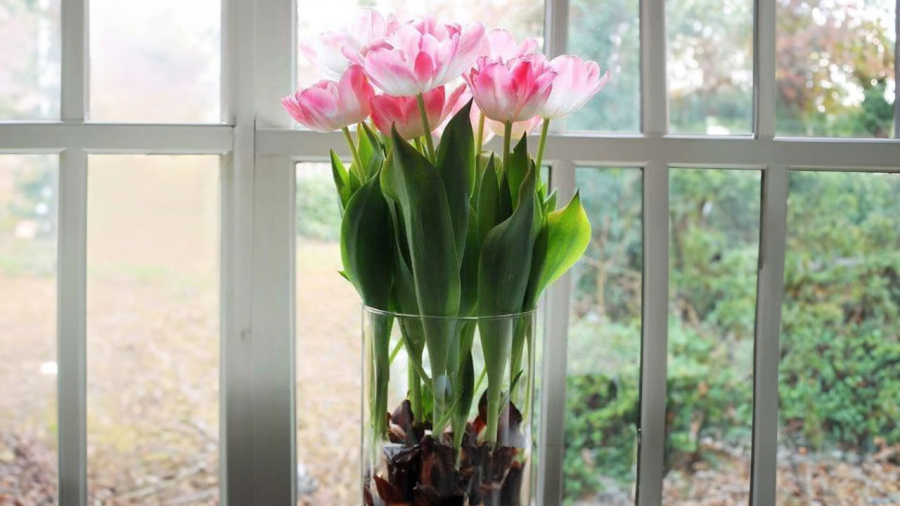 tulip-thuy-sinh