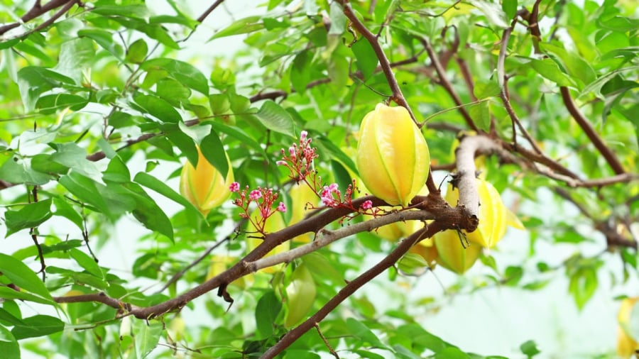 cay-khe-phong-thuy