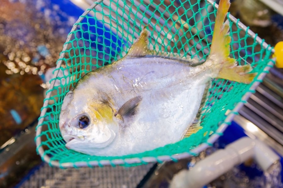 ca-chim-trang-chon