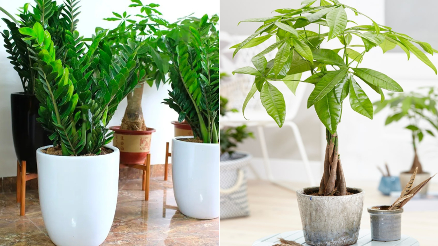 Cây kim tiền (bên trái) và cây kim ngân.