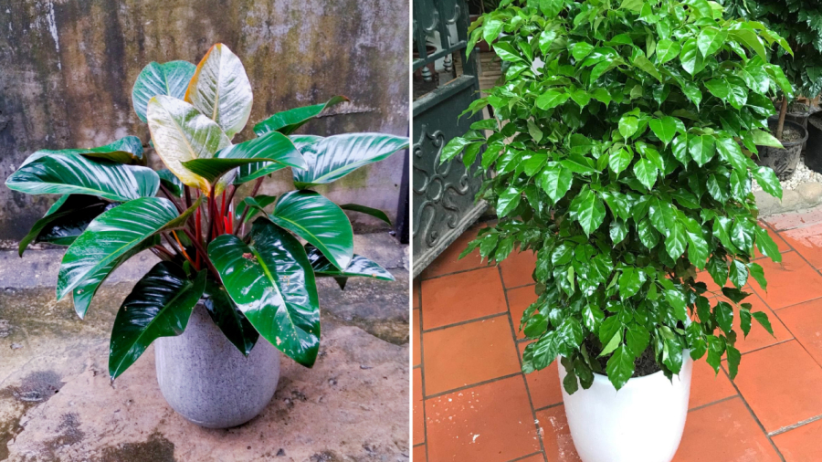 Cây trầu bà đế vương (bên trái) và cây hạnh phúc.