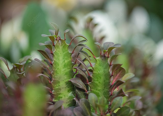 pngtree-keel-plant-cactus-image_470555