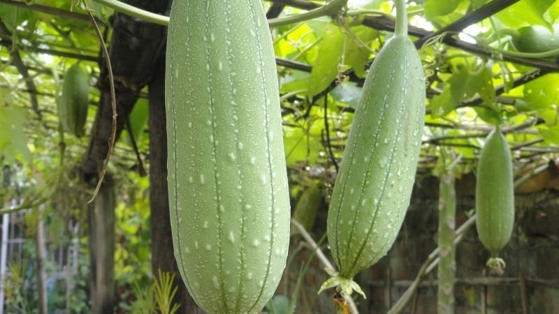 canh-tom-muop12