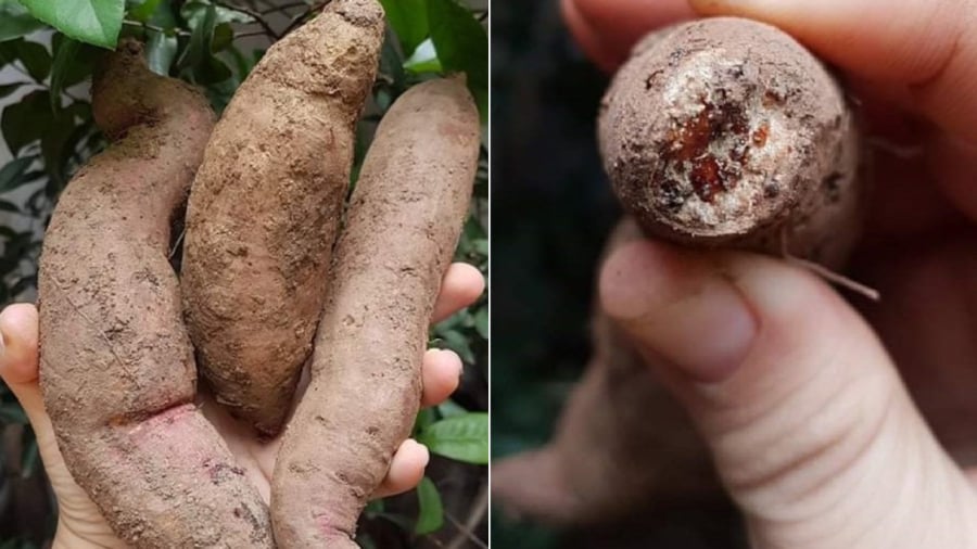 Khoai lang mật Đà Lạt.