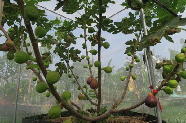 cay-sung-my