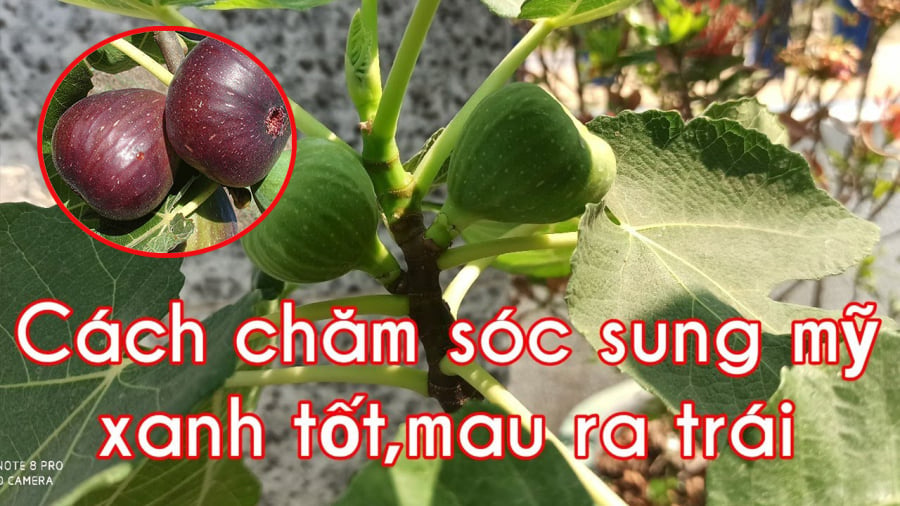 cay-sung-my8